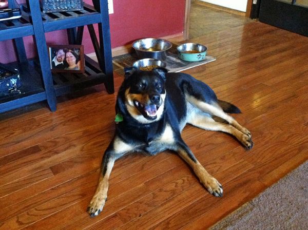 Zelda the Black-and-Tan Mutt lies on the living room floor, smiling