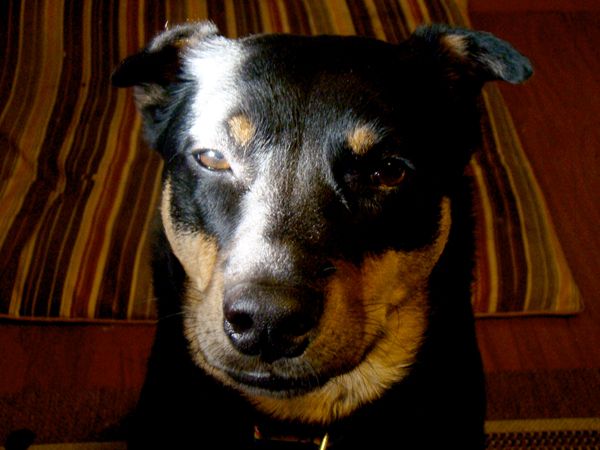 Zelda the Black-and-Tan Mutt looks pointedly at the camera