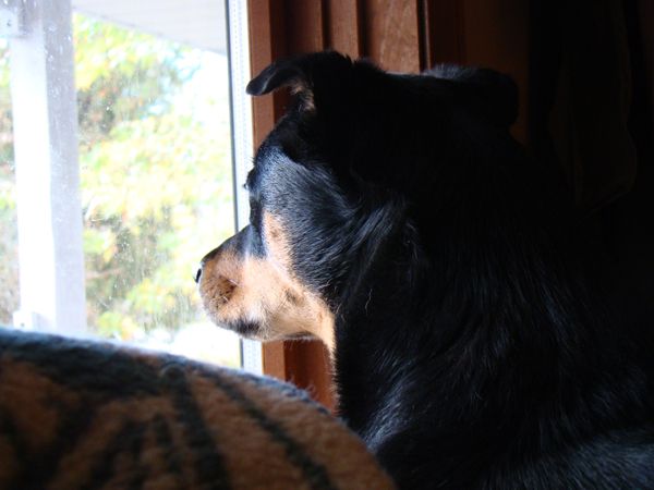 image of Zelda the Black-and-Tan Mutt looking out the window