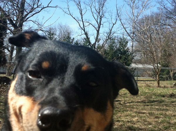 Half of Zelda the Black-and-Tan Mutt's face in close-up, with just the edges of her grin visible