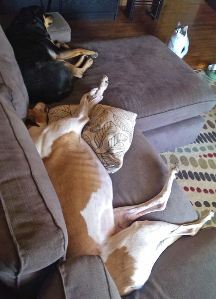 image of Zelda the Black and Tan Mutt and Dudley the Greyhound asleep beside each other on the sofa, while Olivia the White Farm Cat sits on the floor, looking at them