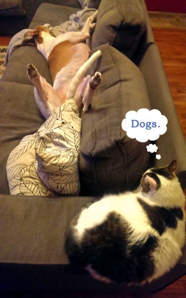 image of Dudley the Greyhound snoozing away on the couch on his back with his legs in the air, while Olivia the White Farm Cat sits on the arm of the couch regarding him with disdain; I've added a thought bubble to indicate Livs is thinking: 'Dogs.'