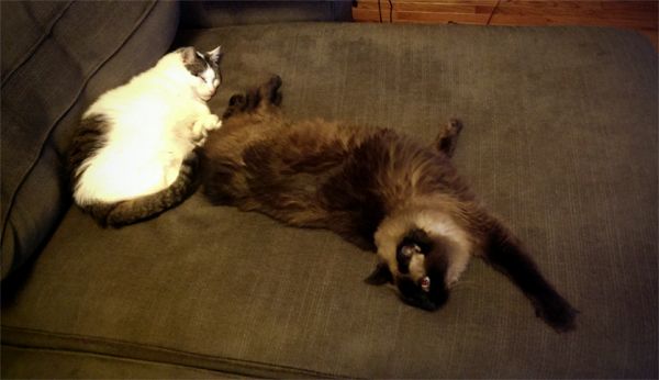image of Olivia the White Farm Cat lying on the chaise, with Matilda the Fuzzy Sealpoint Cat lying perpendicular to her, with her butt in her face, basically