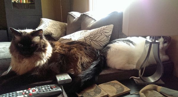 image of Matilda the Fuzzy Sealpoint Cat and Olivia the White Farmcat sitting bum-to-bum, stretching away from each other, on the arm of the couch