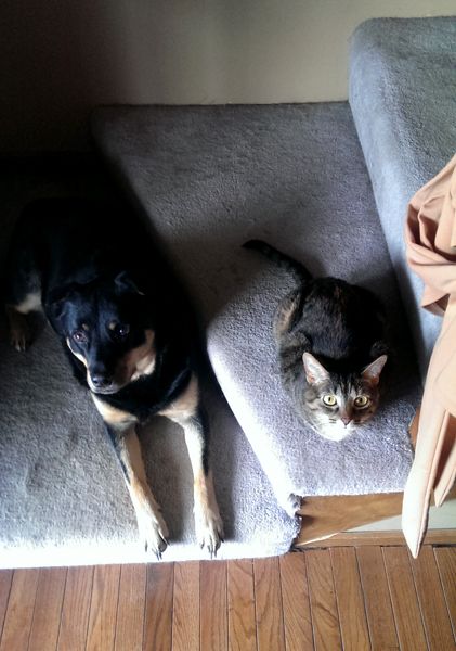 image of Zelda the Black and Tan Mutt and Sophie the Torbie Cat sitting on the stairs beside each other