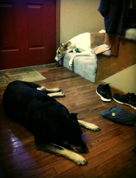 image of Dudley the Greyhound and Zelda the Black and Tan Mutt lying near the front door