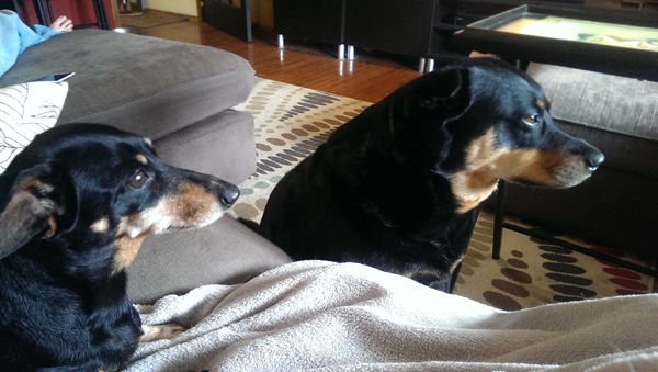 image of Lottie the Black and Tan Dachshund and Zelda the Black and Tan Mutt looking in the same direction