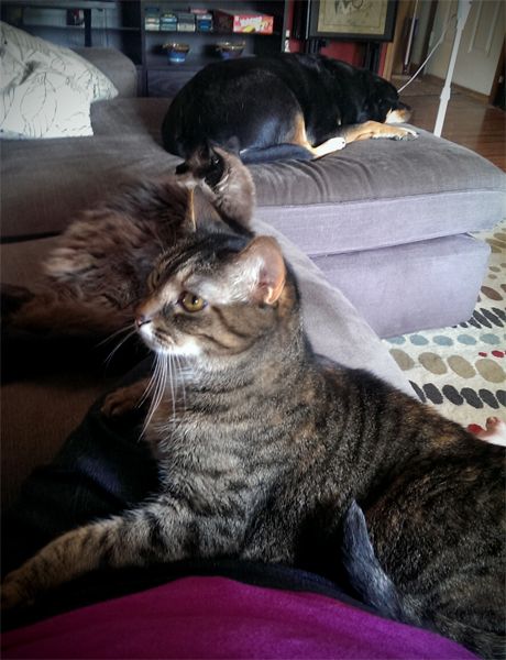 image of Sophie the Torbie Cat sitting on my lap, Matilda the Seal-Point Cat sitting beside us, and Zelda the Black and Tan Mutt lying just beyond