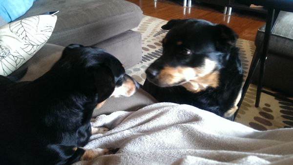 image of Lottie the Black and Tan Dachshund and Zelda the Black and Tan Mutt looking at one another