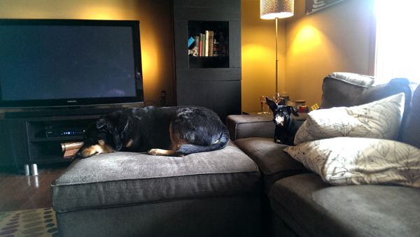 image of Lottie the Black and Tan Dachshund sitting on the loveseat while Zelda the Black and Tan Mutt chills on the ottoman