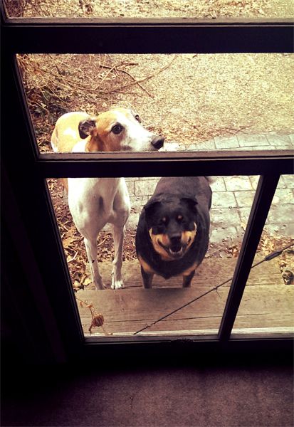 image of Dudley the Greyhound and Zelda the Black and Tan Mutt standing at the back porch door, asking to be let in