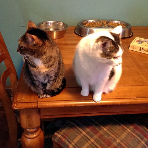 image of Sophie the Torbie Cat and Olivia the White Farm Cat sitting on the kitchen table beside each other, looking in opposite directions