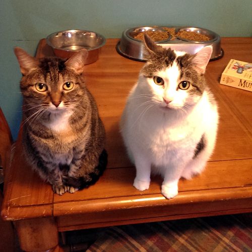 image of Sophie and Olivia sitting on the kitchen table beside each other, looking at me