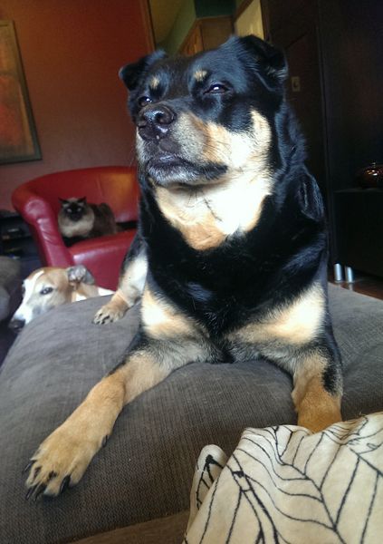 image of Zelda the Black and Tan Mutt sitting on the ottoman, with Dudley the Greyhound peeking out from behind the ottoman, and Matilda the Cat sitting on a red chair in the background