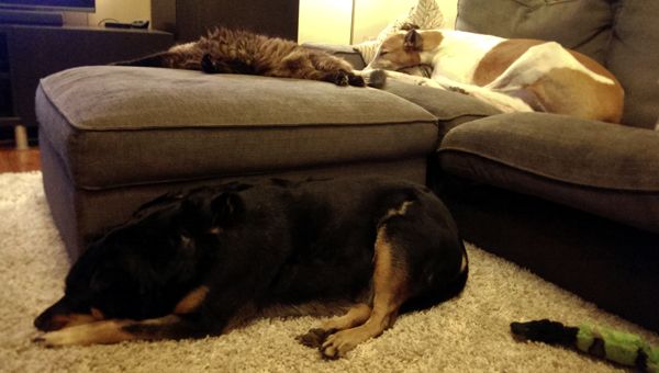 image of Zelda the Black and Tan Mutt sleeping on the floor, Matilda the Fuzzy Sealpoint Cat sleeping on the ottoman just above her, and Dudley the Greyhound sleeping on the loveseat just behind Matilda
