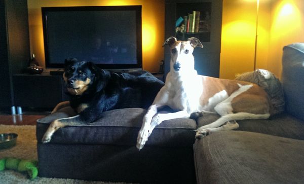 image of Zelda the Black and Tan Mutt and Dudley the Greyhound sitting next to each other on the ottoman and loveseat