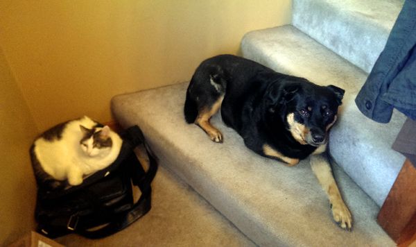 image of Zelda the Black and Tan Mutt lying on the stairs beside Olivia the White Farm Cat, who's curled up on top of Iain's black workbag