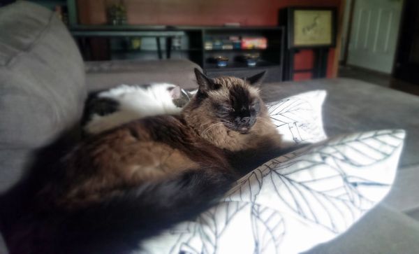 image of Matilda the Cat sleeping atop a pillow on the sofa, while Olivia the Cat is curled up behind her, not on a pillow