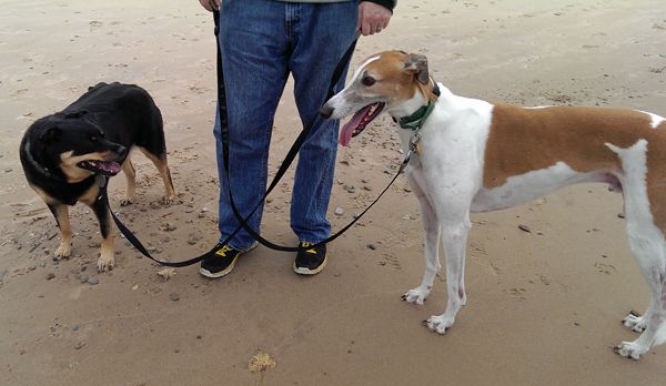 image of Zelda the Black and Tan Mutt and Dudley the Greyhound standing next to Iain's legs on the sandy beach