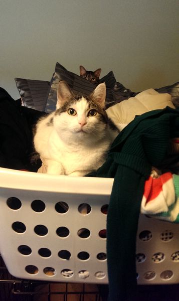image of Olivia the White Farm Cat sitting in a basket of laundry; behind her, between a bunch of stacked pillows, Sophie the Torbie Cat's wee ears are just visible
