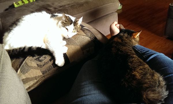 image of Sophie the Torbie Cat sitting on my lap and Olivia the White Farm Cat snuggling on a pillow beside us