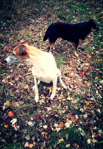 image of Dudley the Greyhound and Zelda the Black and Tan Mutt sitting in the backyard, looking in opposite directions