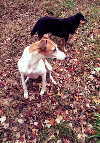 image of Zelda the Black and Tan Mutt and Dudley the Greyhound sitting in autumn leaves, looking at something