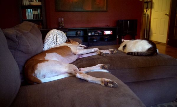 image of Dudley and Greyhound and Olivia the White Farm Cat napping beside one another on the chaise