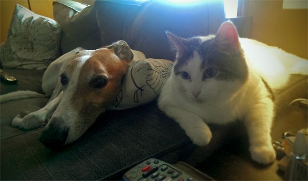 image of Dudley the Greyhound and Olivia the White Farm Cat hanging out together on the loveseat