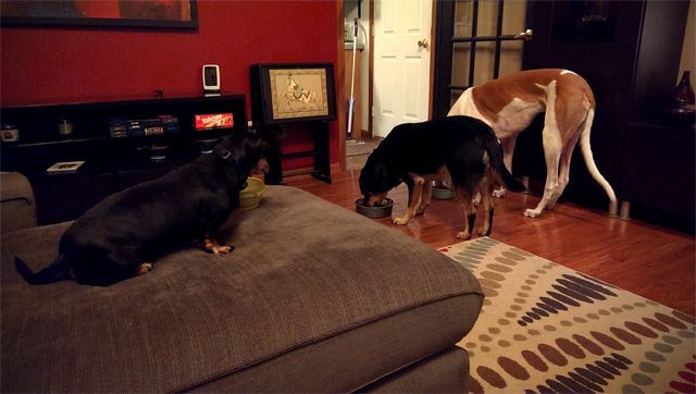 image of Lottie the Black and Tan Dachshund sitting on the ottoman eating her dinner, while Zelda the Black and Tan Mutt and Dudley the Greyhound eat their dinners out of their bowls on the floor
