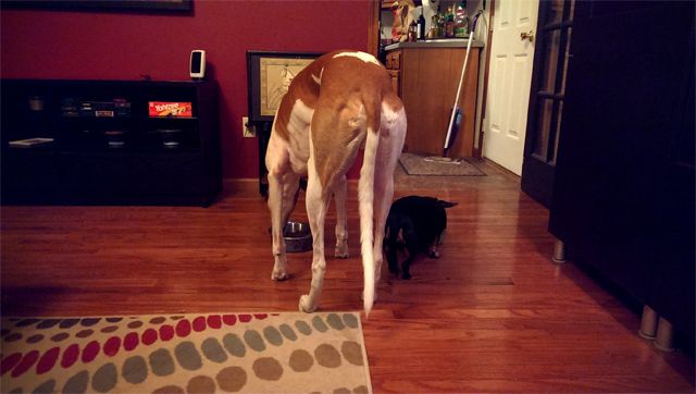 image of Lottie eating out of a bowl beside Dudley; he is SO TALL and she is SO TINY