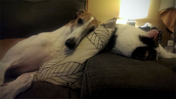 image of Dudley the Greyhound lying on the loveseat with his head on a pillow, which is leaning against Olivia the White Farm Cat, who is napping on the arm of the loveseat