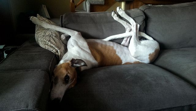 image of Dudley the Greyhound lying on the couch on his back, with his legs twisted in the air one direction and his head twisted and hanging off the couch in another direction