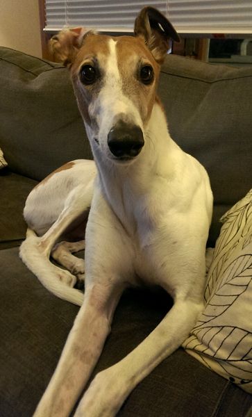 image of Dudley the Greyhound sitting on the loveseat with one ear up and one ear flopped backwards