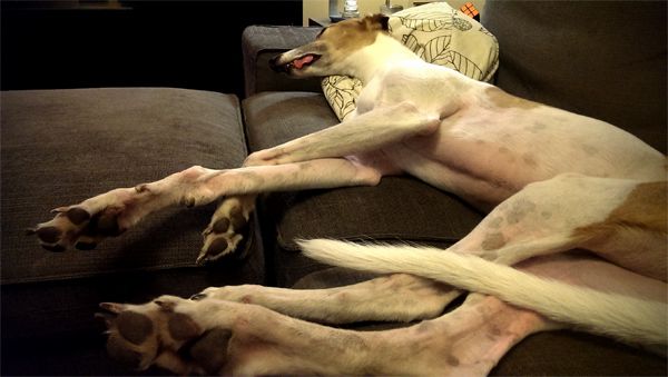 image of Dudley the Greyhound asleep on the loveseat with his tongue hanging out