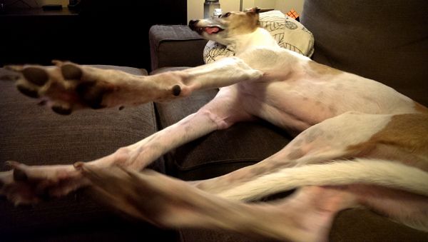 image of Dudley in the same position, except stretching his long legs out