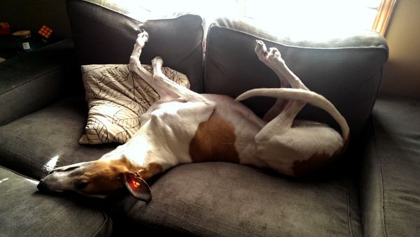 image of Dudley the Greyhound lying on the loveseat, with a patch of light illuminating his inner ear