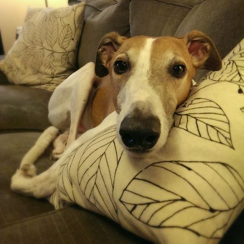 Dudley the Greyhound sits curled up on the loveseat, looking at me over his impossibly long nose