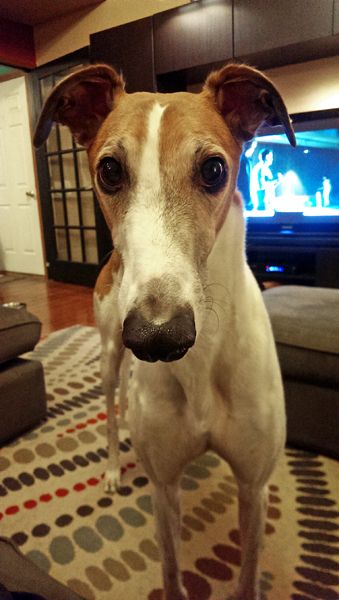 image of Dudley the Greyhound standing directly in front of me, looking at me plaintively