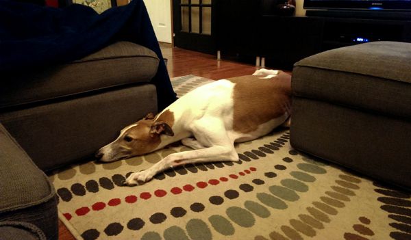 image of Dudley the Greyhound lying on the floor of the living room, blocking the passage between the chaise and ottoman