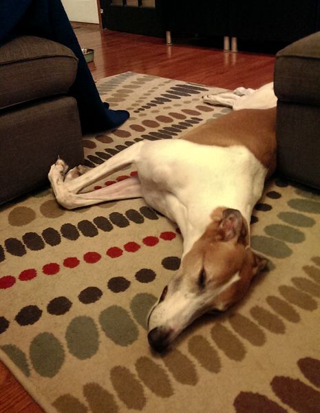image of Dudley the Greyhound lying on the floor of the living room, blocking the passage between the chaise and ottoman