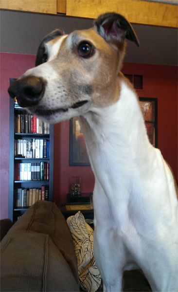image of Dudley the Greyhound standing on the couch looking out the front door window, with an impossibly long neck