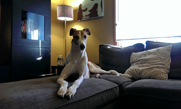 image of Dudley the Greyhound sitting on the ottoman and loveseat