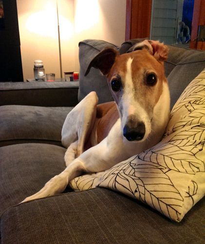 image of Dudley the Greyhound curled up on the couch, looking at me with big eyes and one ear comically turned inside out