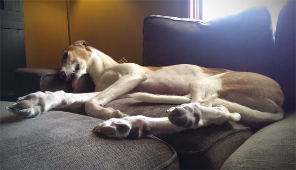 image of Dudley the Greyhound splayed out on the loveseat with his tongue hanging out