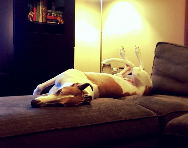 image of Dudley the Greyhound in a totally ridiculous upside-down-twisty-pretzel position on the loveseat