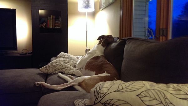 image of Dudley the Greyhound lying on the loveseat with his head twisted around to look out the front window