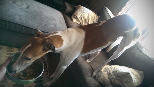 image of Dudley the Greyhound eating out of his bowl while I'm holding it; his front feet are on the floor and his back feet are up on the couch