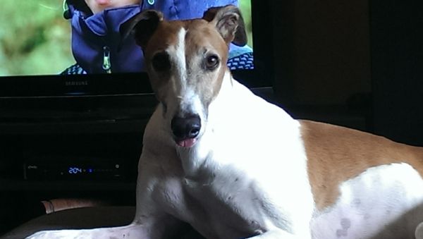 image of Dudley the Greyhound sitting in front of the television, looking at me with the tip of his tongue hanging out