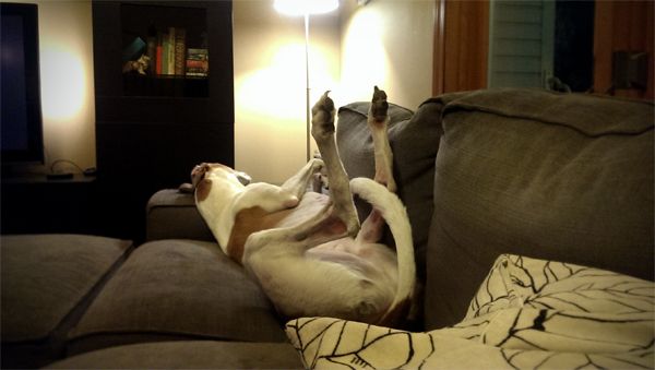 image of Dudley the Greyhound lying on the loveseat with his legs in the air and his head on the arm of the couch